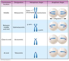 Chromosome centromere location and shape table