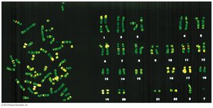 Human karyotype showing homologous pairs