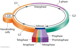 Cell cycle diagram
