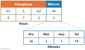 Cell cycle timing table