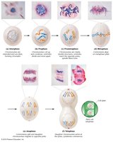 Stages of mitosis with cell images