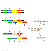 Hemoglobin Lepore gene fusion