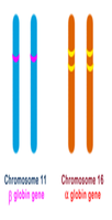 Alpha globin gene deletions