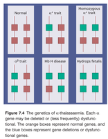 Alpha thalassemia gene deletions