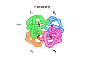 Hemoglobin structure showing alpha and beta chains