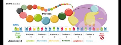 Codon code and translation