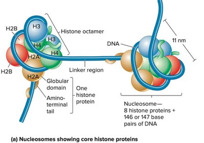 Nucleosome showing core histone proteins