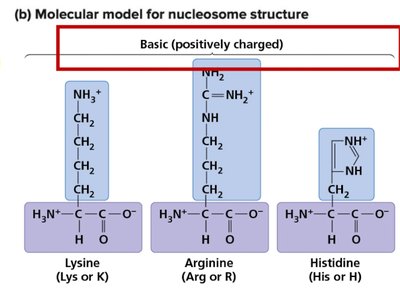 Closed vs. open chromatin and transcriptional activity