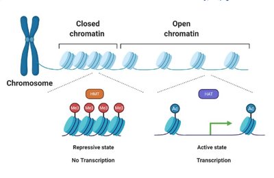 Chromosome arms and centromere types