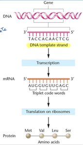Transcription and translation overview