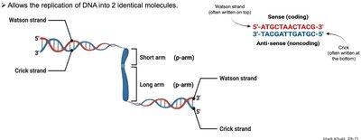 Purines and pyrimidines structure