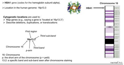 Ribose vs. deoxyribose structure