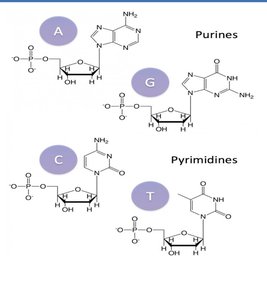 Phosphate group structure