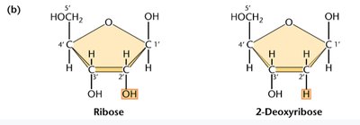 Hydrogen bonding in DNA base pairs