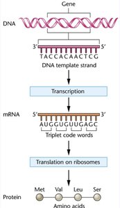 Transcription bubble and RNA synthesis