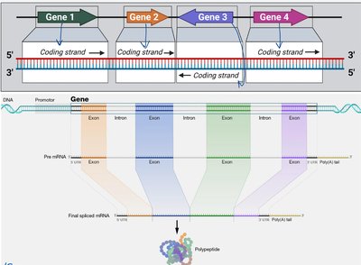 Transcription mechanism with template and coding strands