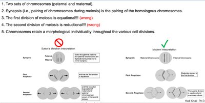 Comparison of Sutton's and modern interpretations of meiosis