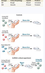 Griffith's transformation experiment