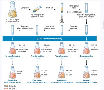 Avery-MacLeod-McCarty experiment on DNA as the transforming factor