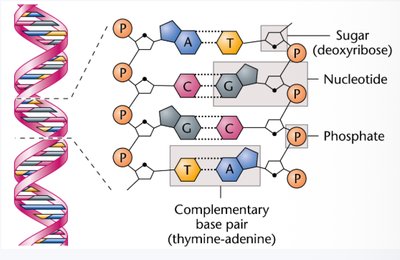DNA structure and base pairing