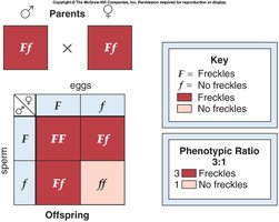 Punnett square for freckles gene showing phenotypic ratio
