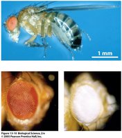 Drosophila melanogaster with red and white eyes