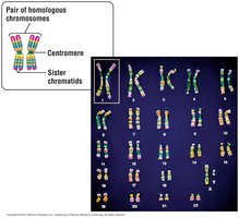 X-linked inheritance diagram
