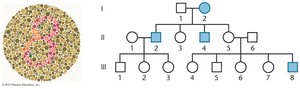 Pedigree for X-linked recessive trait