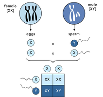 Sex chromosome segregation diagram