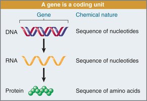 Central dogma: DNA to RNA to protein