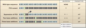 Table of mutation combinations and phenotypes