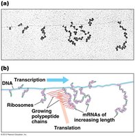 Coupled transcription and translation in bacteria