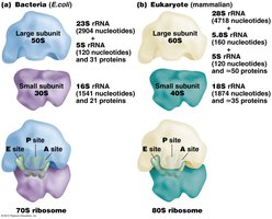 Ribosome structure in prokaryotes and eukaryotes