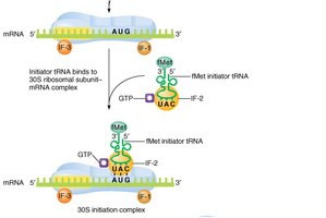 Translation initiation in E. coli