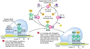 Translation elongation: tRNA binding to A site
