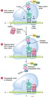 Translation termination: stop codon recognition