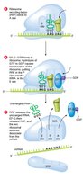 Ribosome recycling after translation