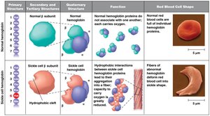 Comparison of normal and sickle cell hemoglobin structure and function