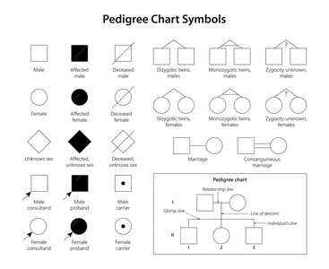 Pedigree chart symbols for males, females, carriers, affected individuals, and family relationships