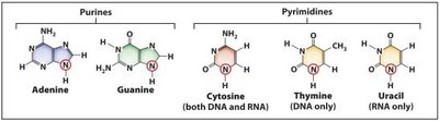 Structures of purines and pyrimidines