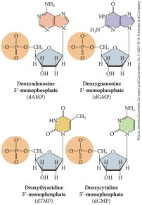 Structures of the four DNA nucleotides