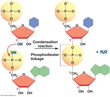 Phosphodiester bond formation between nucleotides