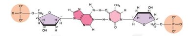 DNA double helix with base pairing
