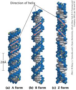 A, B, and Z forms of DNA