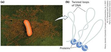 E. coli chromosome organization with twisted loops