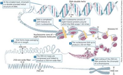 Higher-order chromatin structure: nucleosomes, fibers, loops