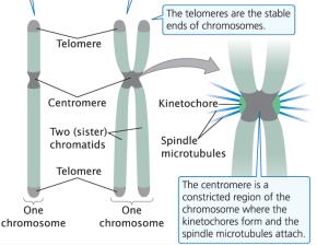 Chromosome structure: centromeres and telomeres