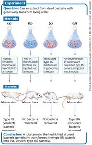 Griffith's transformation experiment with mice and bacteria
