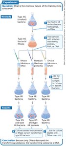 Avery, MacLeod, McCarty experiment showing DNA is the transforming principle