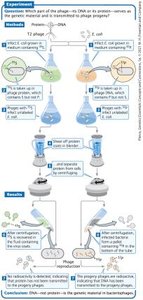 Hershey-Chase experiment with labeled phages